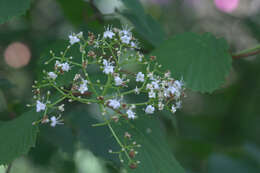 Image de Viburnum betulifolium Batalin