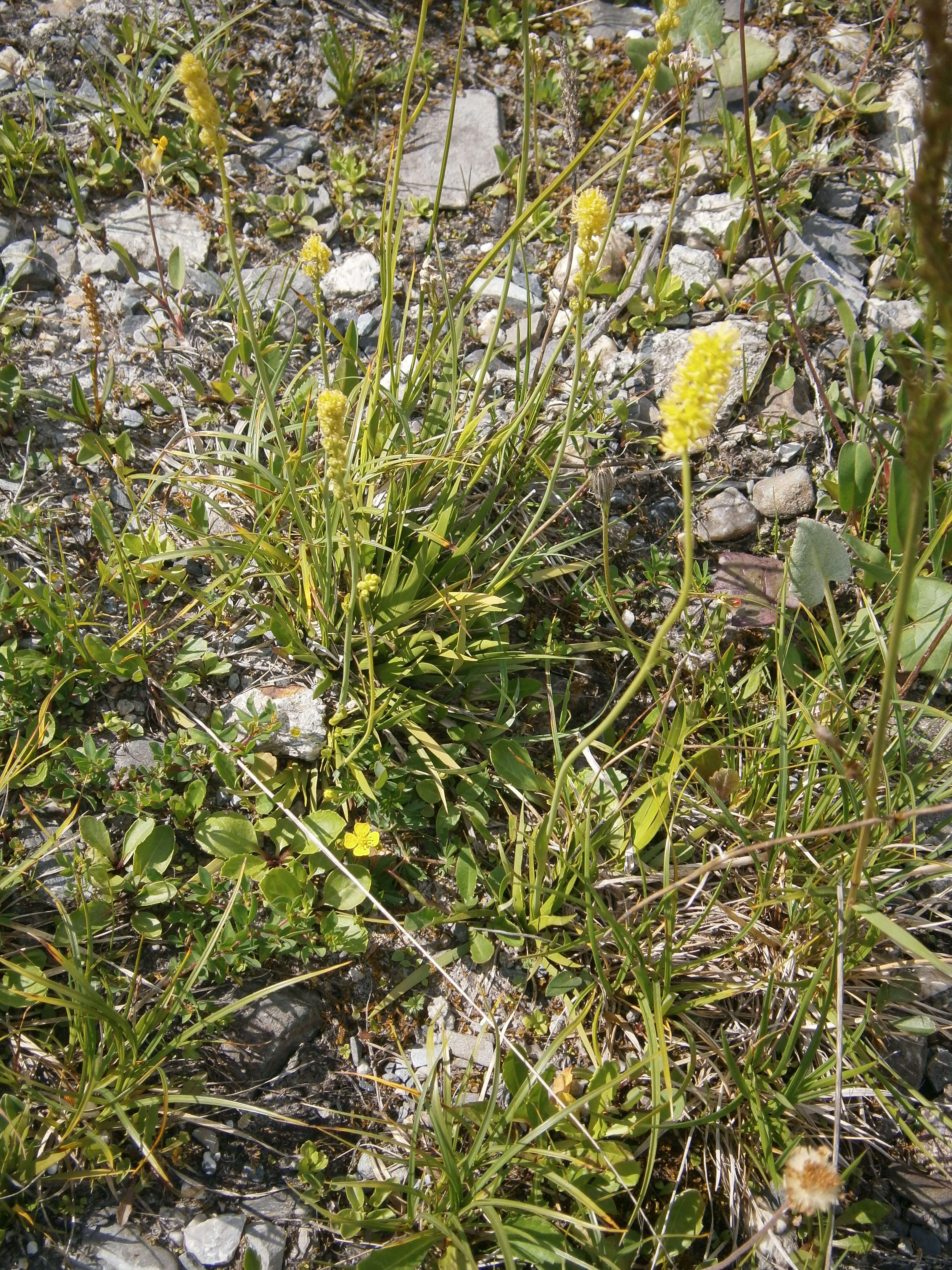 صورة Tofieldia calyculata (L.) Wahlenb.