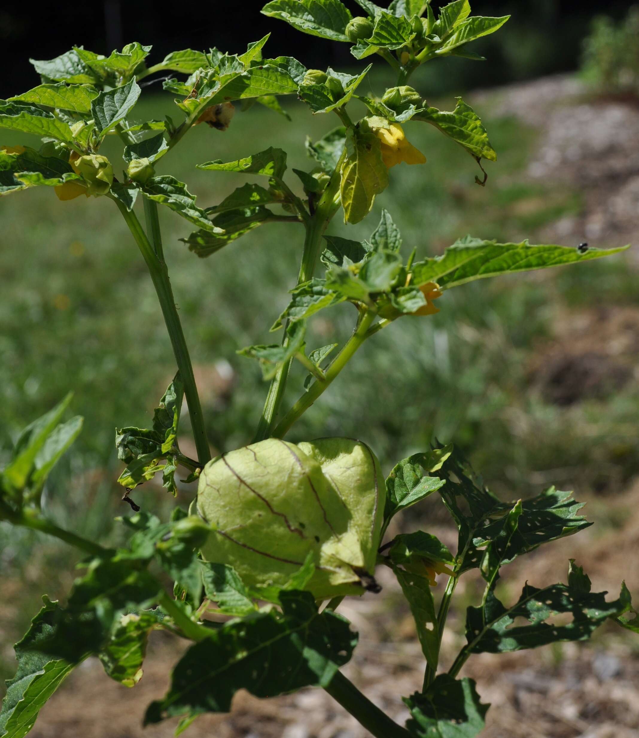 Physalis longifolia Nutt. resmi