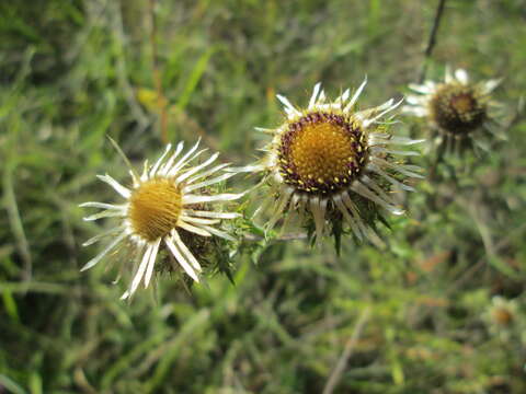 Image of carline thistle