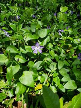 Image of Greater Periwinkle