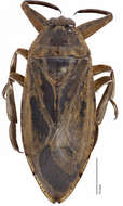 Image of Giant Water Bug