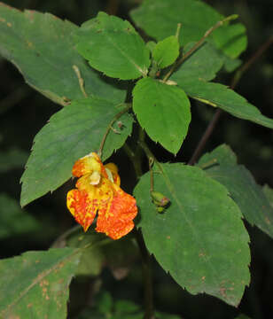 Image of jewelweed