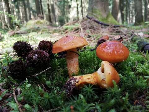 Image of Suillus grevillei (Klotzsch) Singer 1945