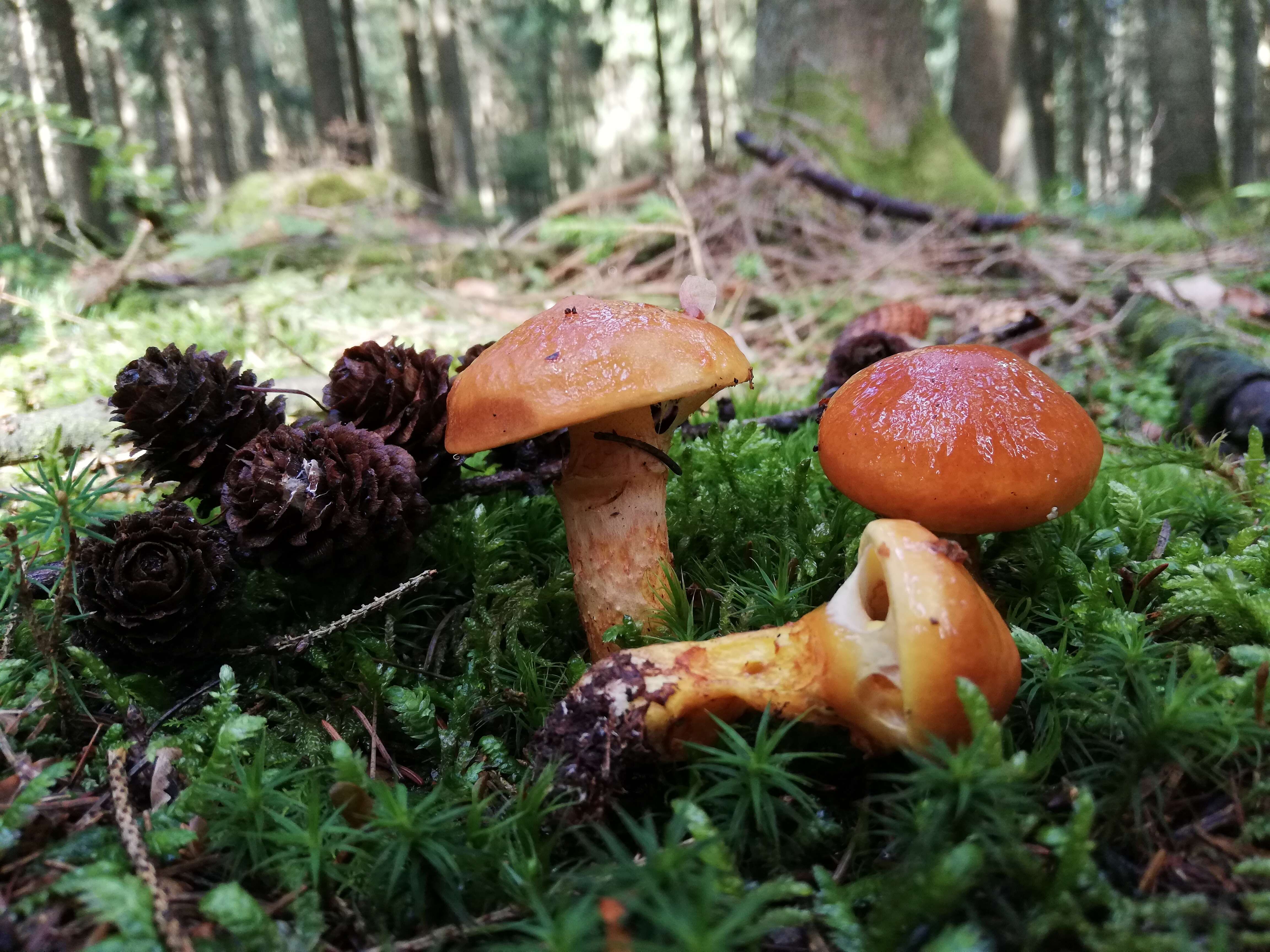 Image of Suillus grevillei (Klotzsch) Singer 1945