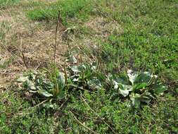 Image of Broadleaf Plantain