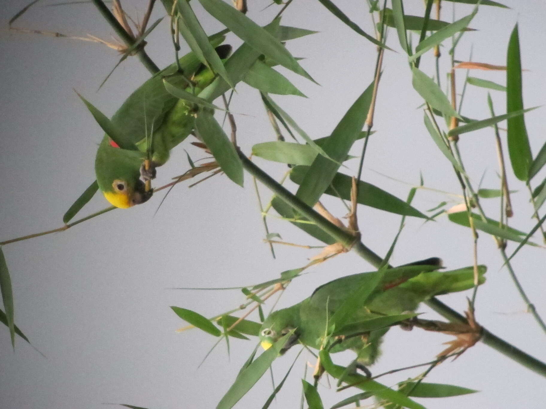 Image of Yellow-crowned Parrot, Yellow-crowned Amazon