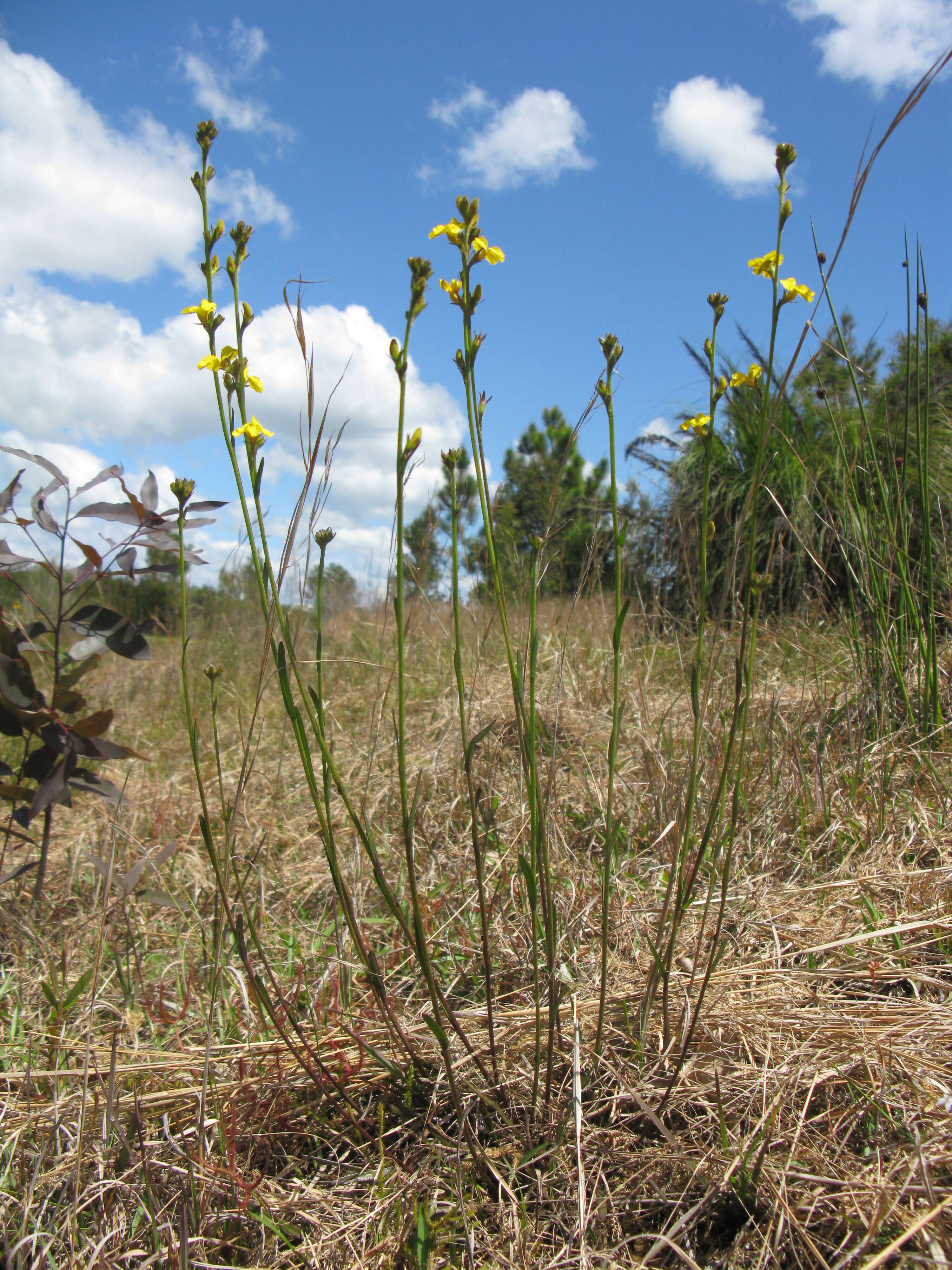 Слика од Goodenia stelligera R. Br.