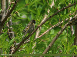 Image of Fire-fronted Serin