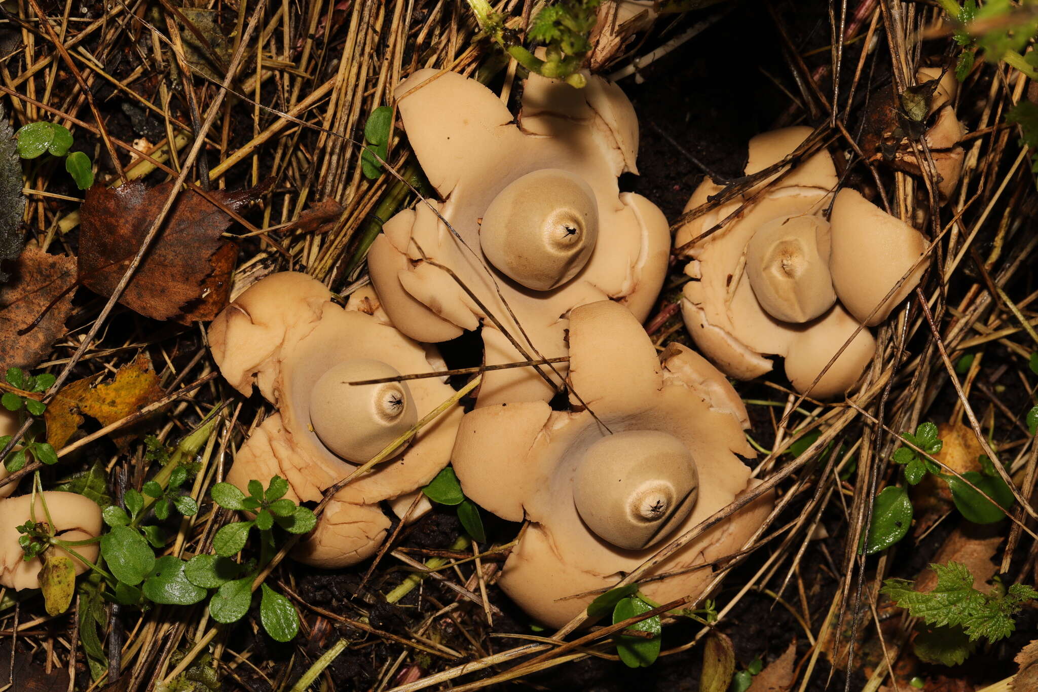 Plancia ëd Geastrum triplex Jungh. 1840