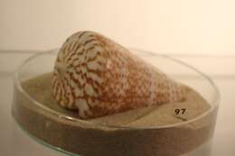 Image of butterfly cone