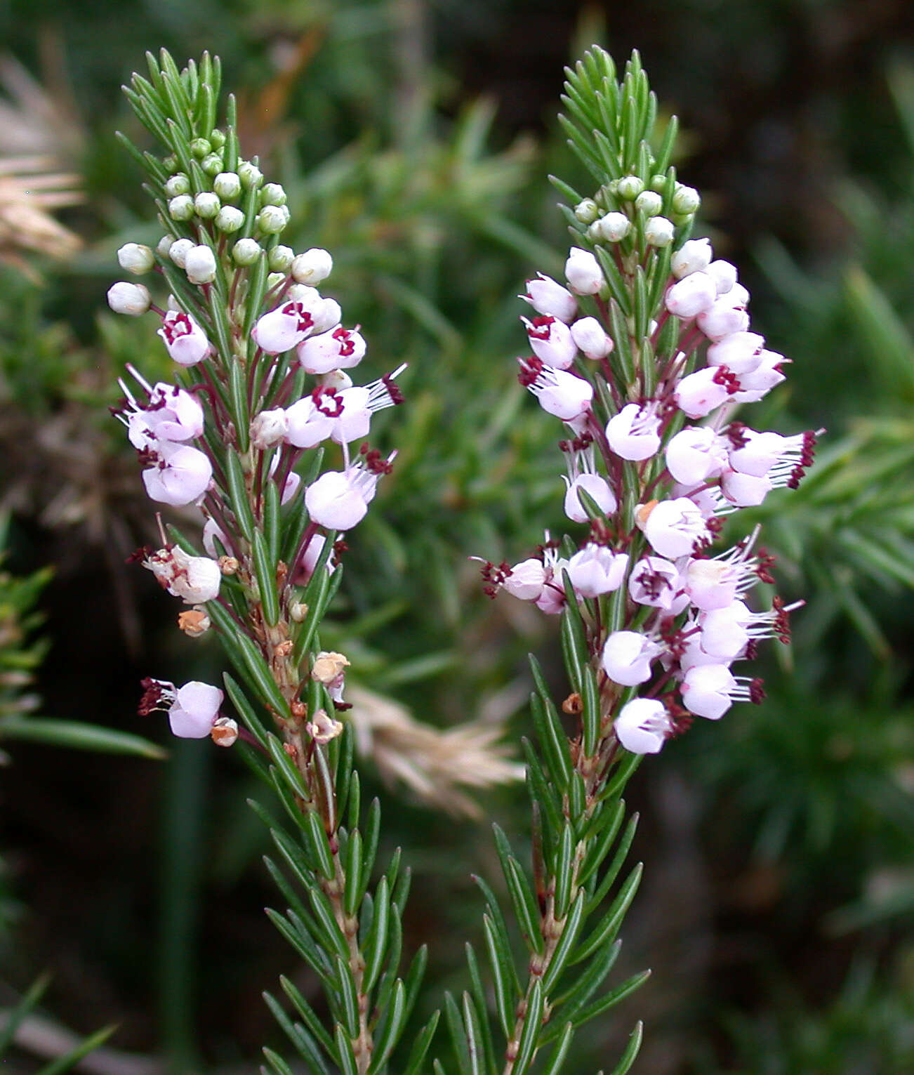 Image of Cornish heath