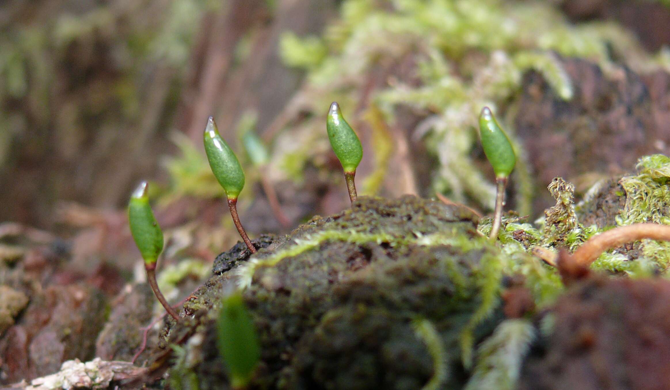 Image of Green shield moss
