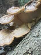 Image de Polypore géant