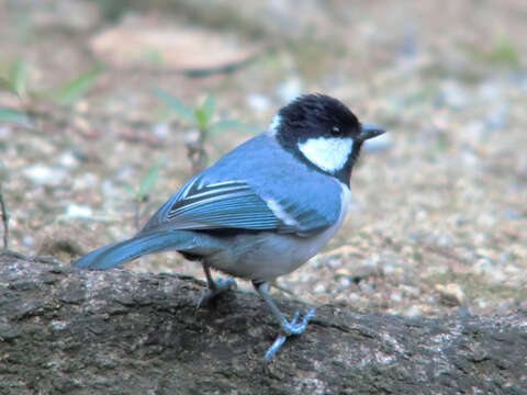 Image of Japanese Tit