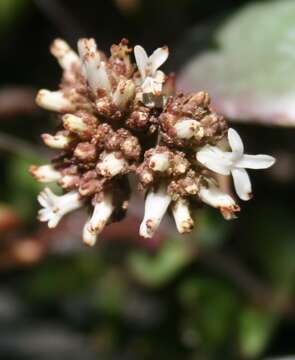 Image of Crassula alpestris Thunb.