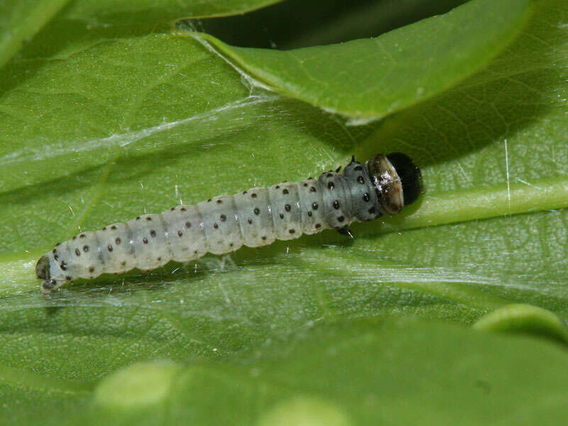 Image of green oak tortrix