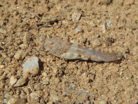 Image de Sphingonotus (Sphingonotus) rubescens (Walker & F. 1870)