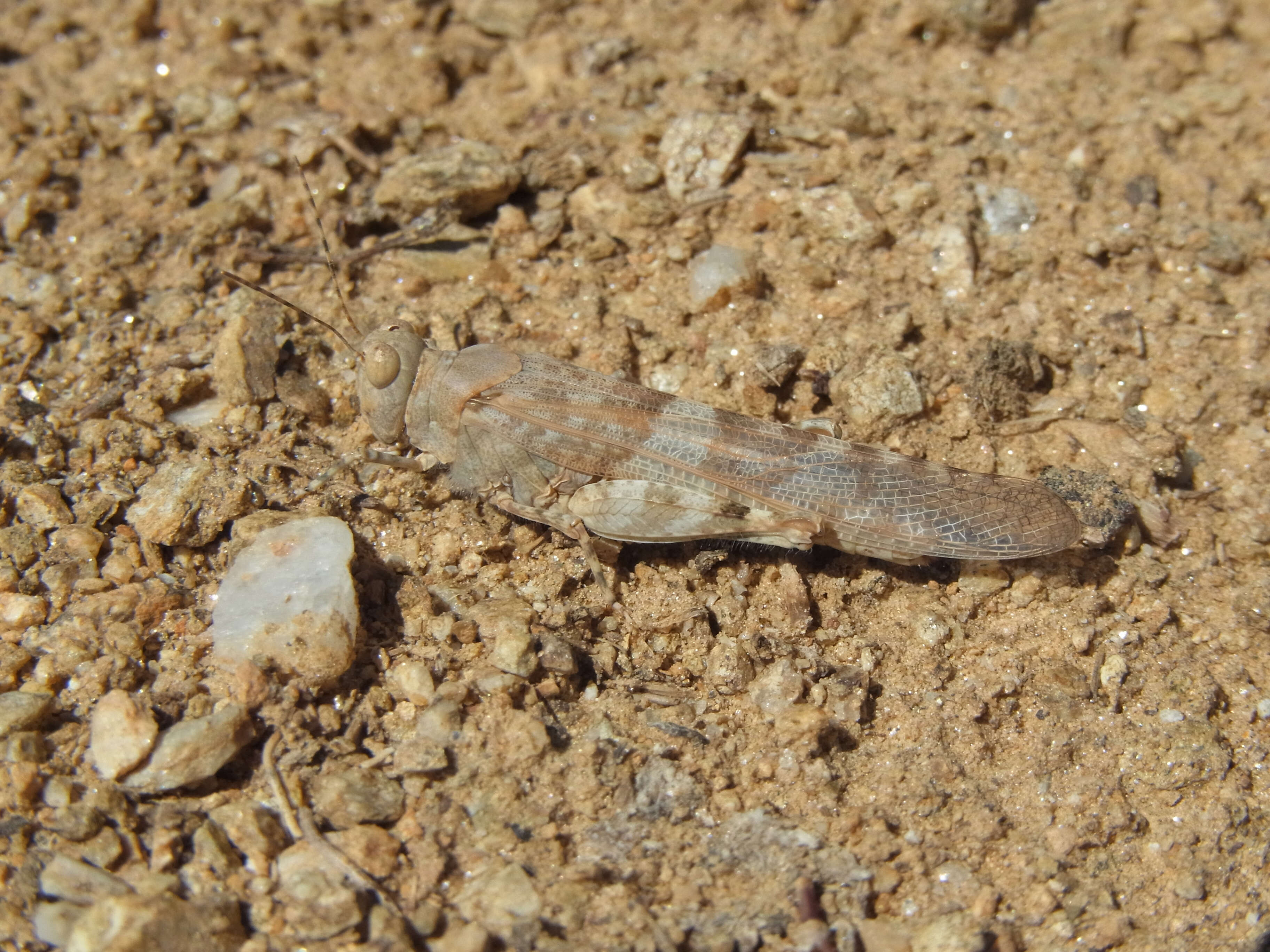 Image de Sphingonotus (Sphingonotus) rubescens (Walker & F. 1870)