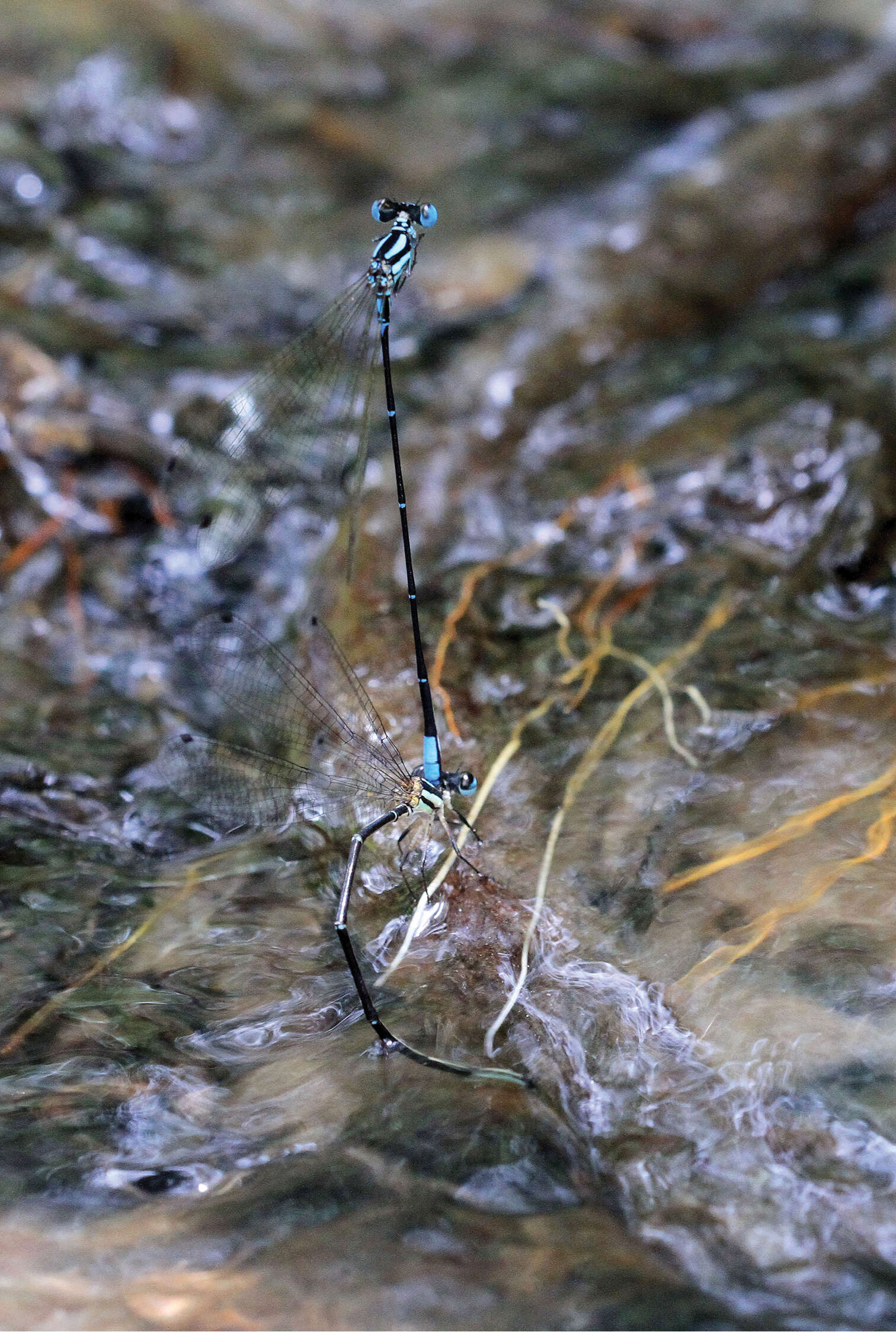 Image of Blue-shouldered Threadtail