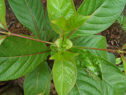 Image of Indian mulberry