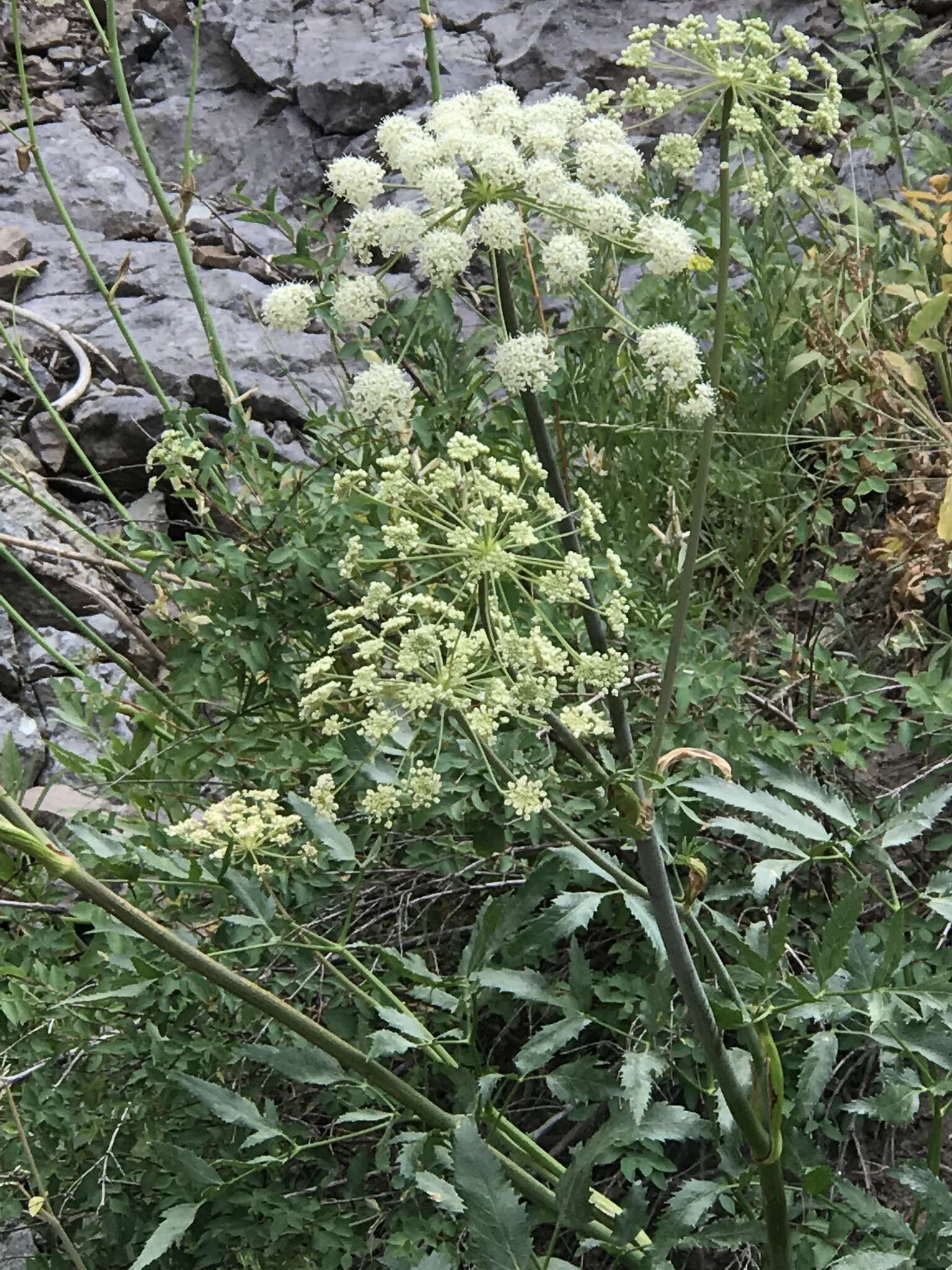 Image of Brewer's angelica