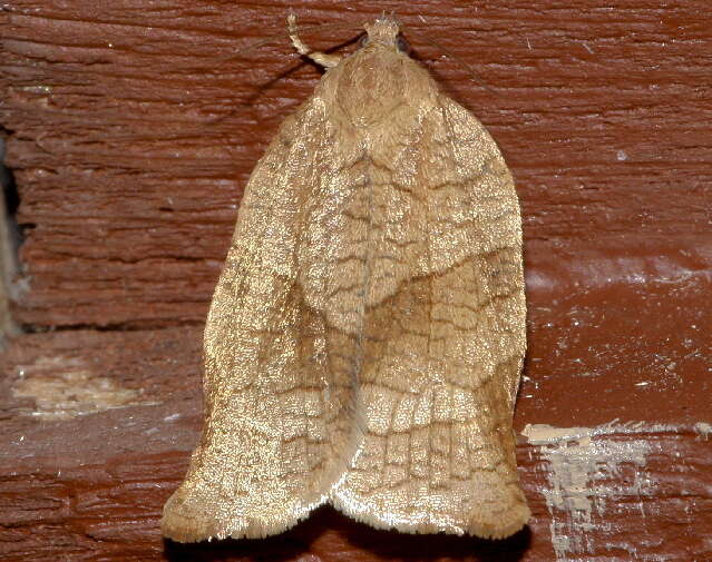 Image of Oblique-banded Leafroller