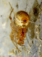 Image of Parasteatoda