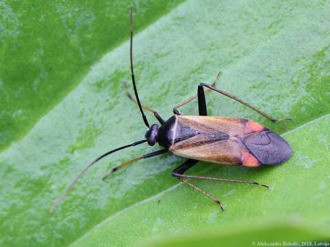 Adelphocoris seticornis (Fabricius 1775)的圖片