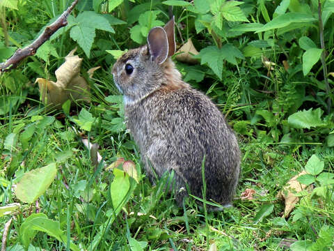 Image of Mountain Cottontail