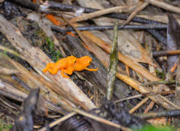 Image of Pumpkin Toadlet