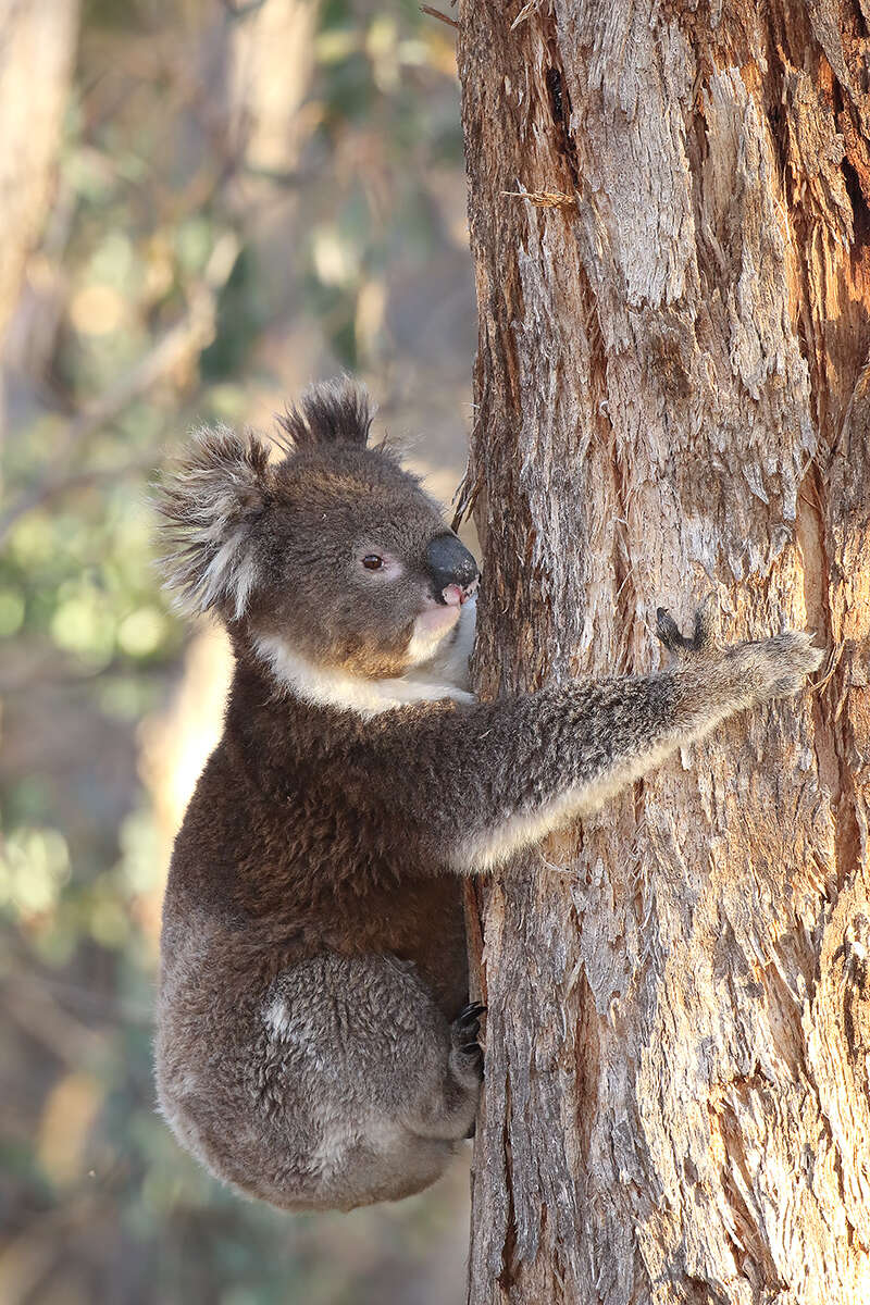 Image of koalas