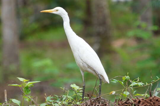 Image of Eastern Cattle Egret