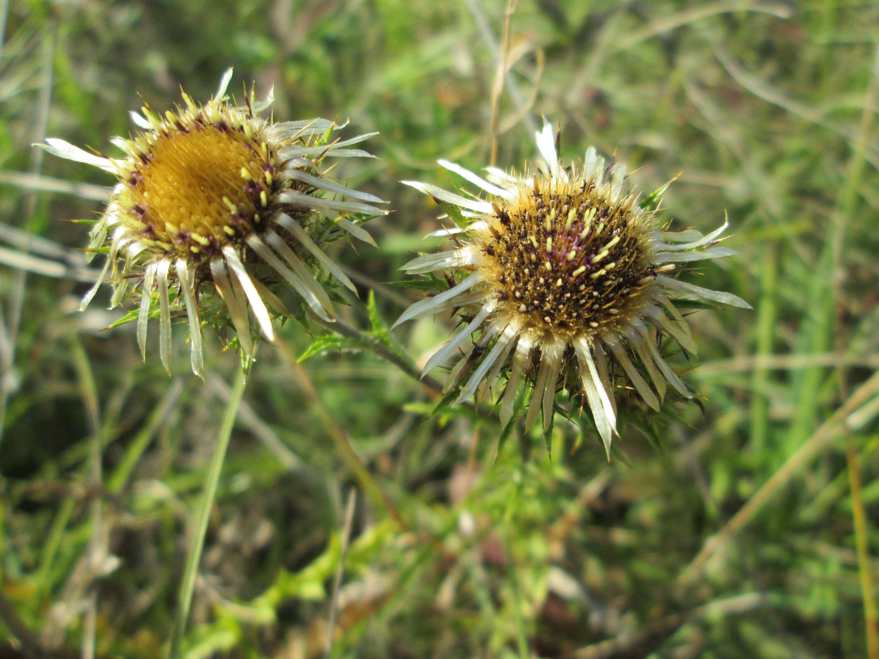 Image of carline thistle