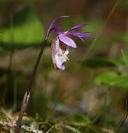 Image of calypso orchid