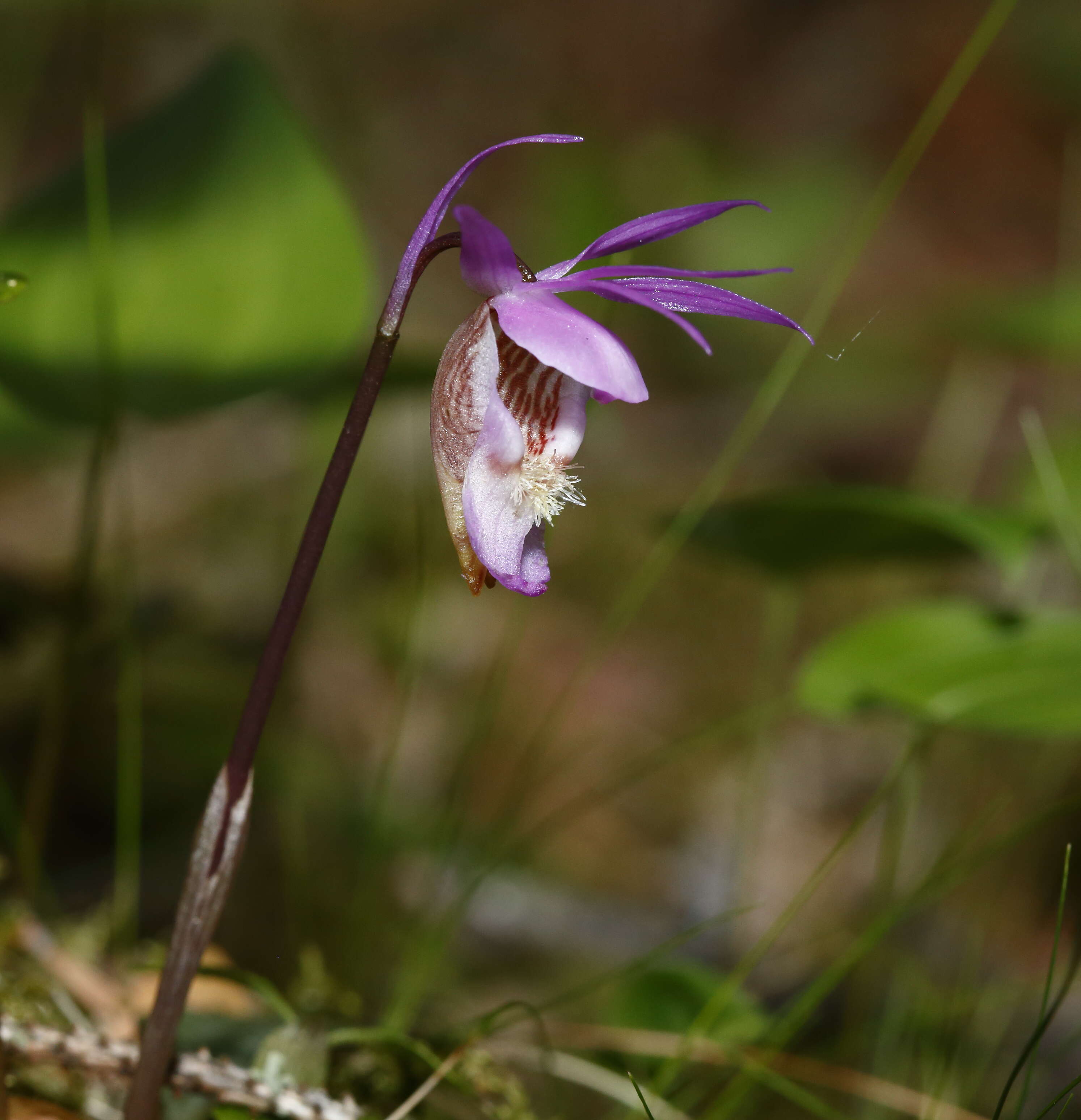 Image of calypso orchid