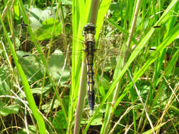 Sivun Orthetrum albistylum (Selys 1848) kuva