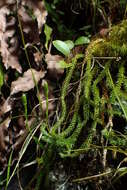 Image of Austrolycopodium fastigiatum (R. Br.) Holub