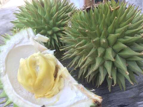 Image of Orange-fleshed durian