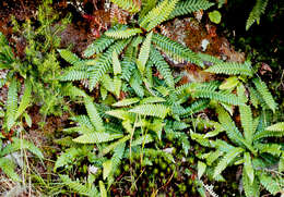 Image of midsorus fern