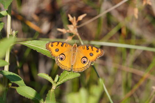 Imagem de Junonia almana Linnaeus 1758