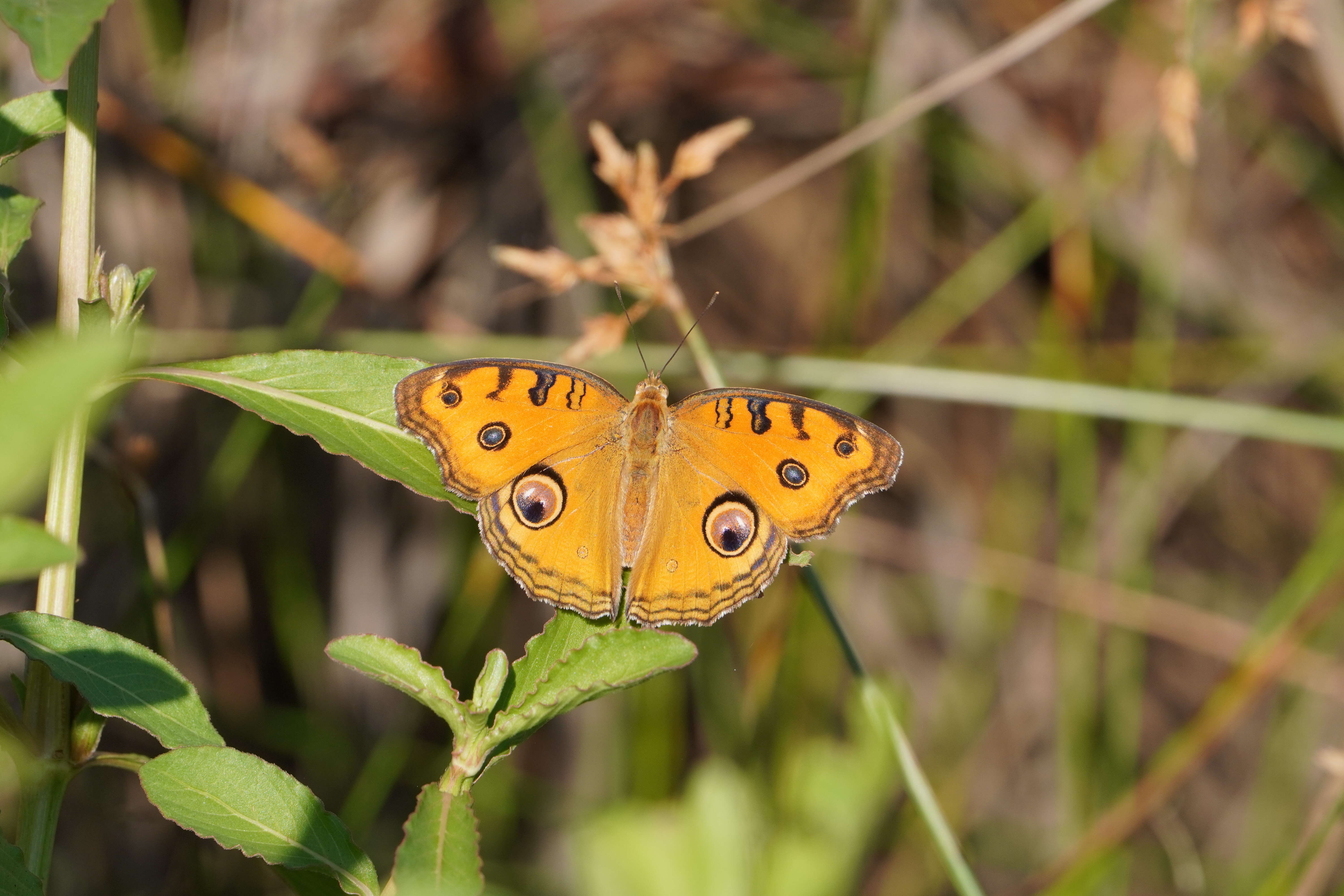 Plancia ëd Junonia almana Linnaeus 1758