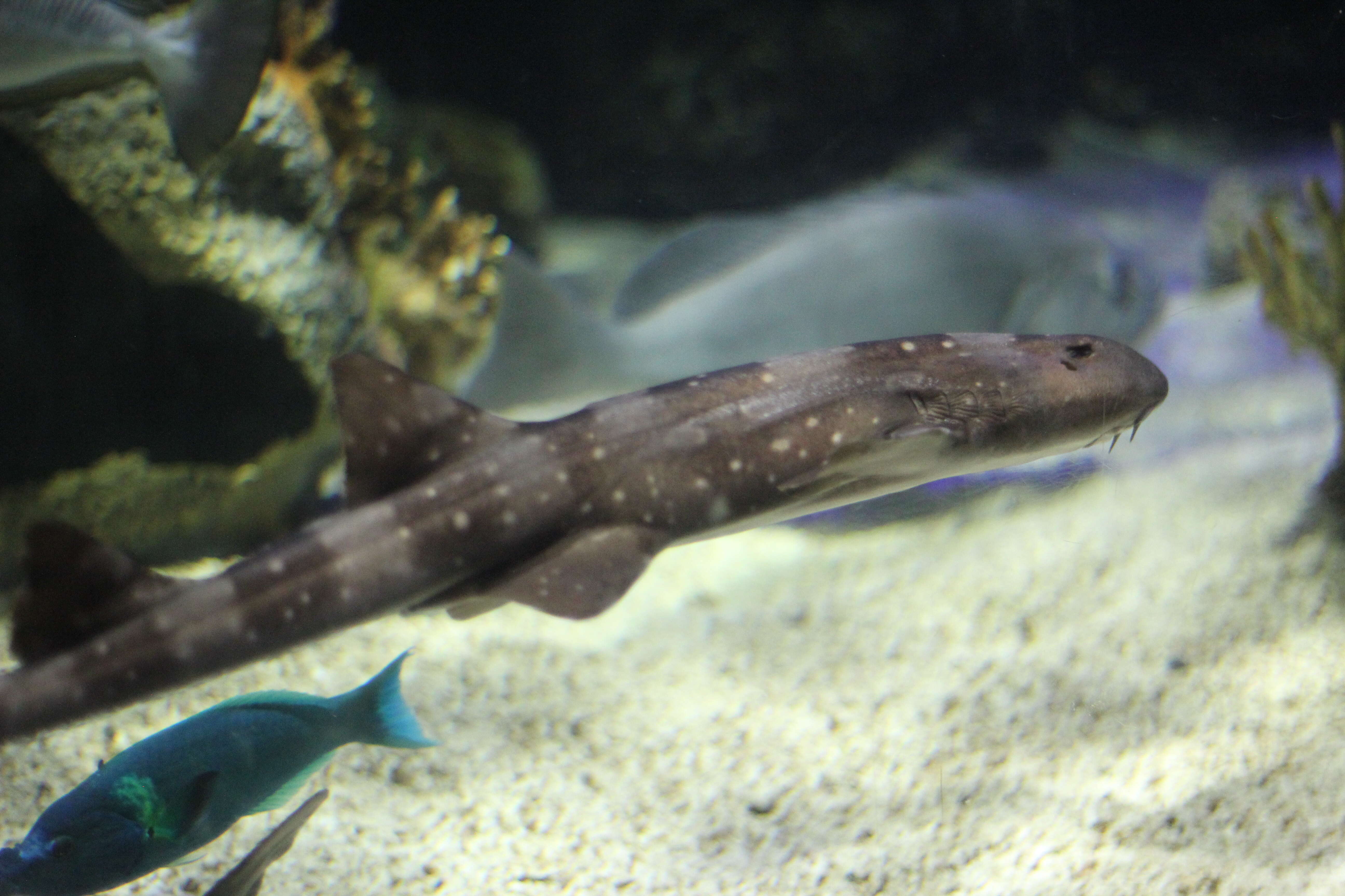 Image of Bluespotted Bamboo Shark
