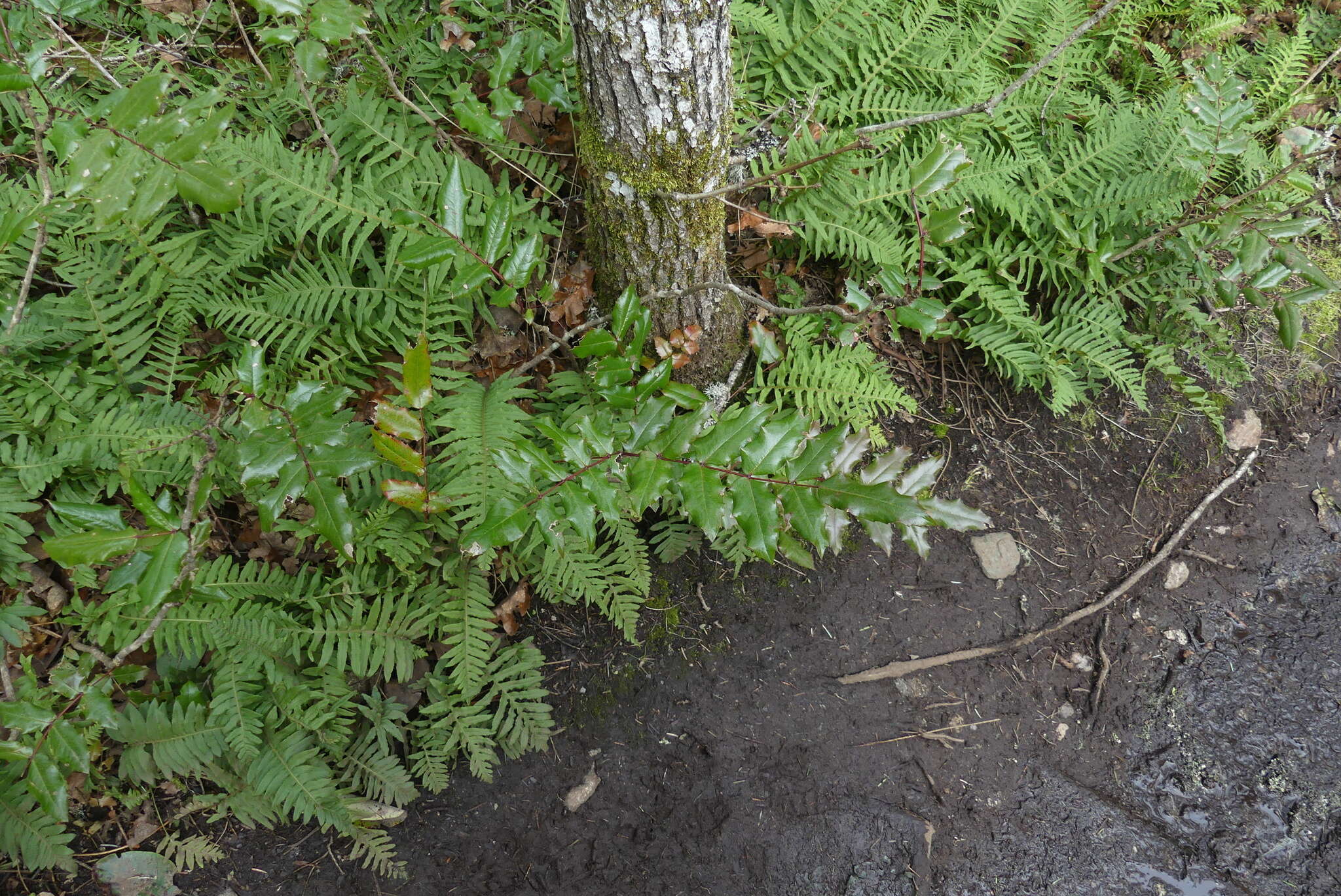 Image of Hollyleaved barberry