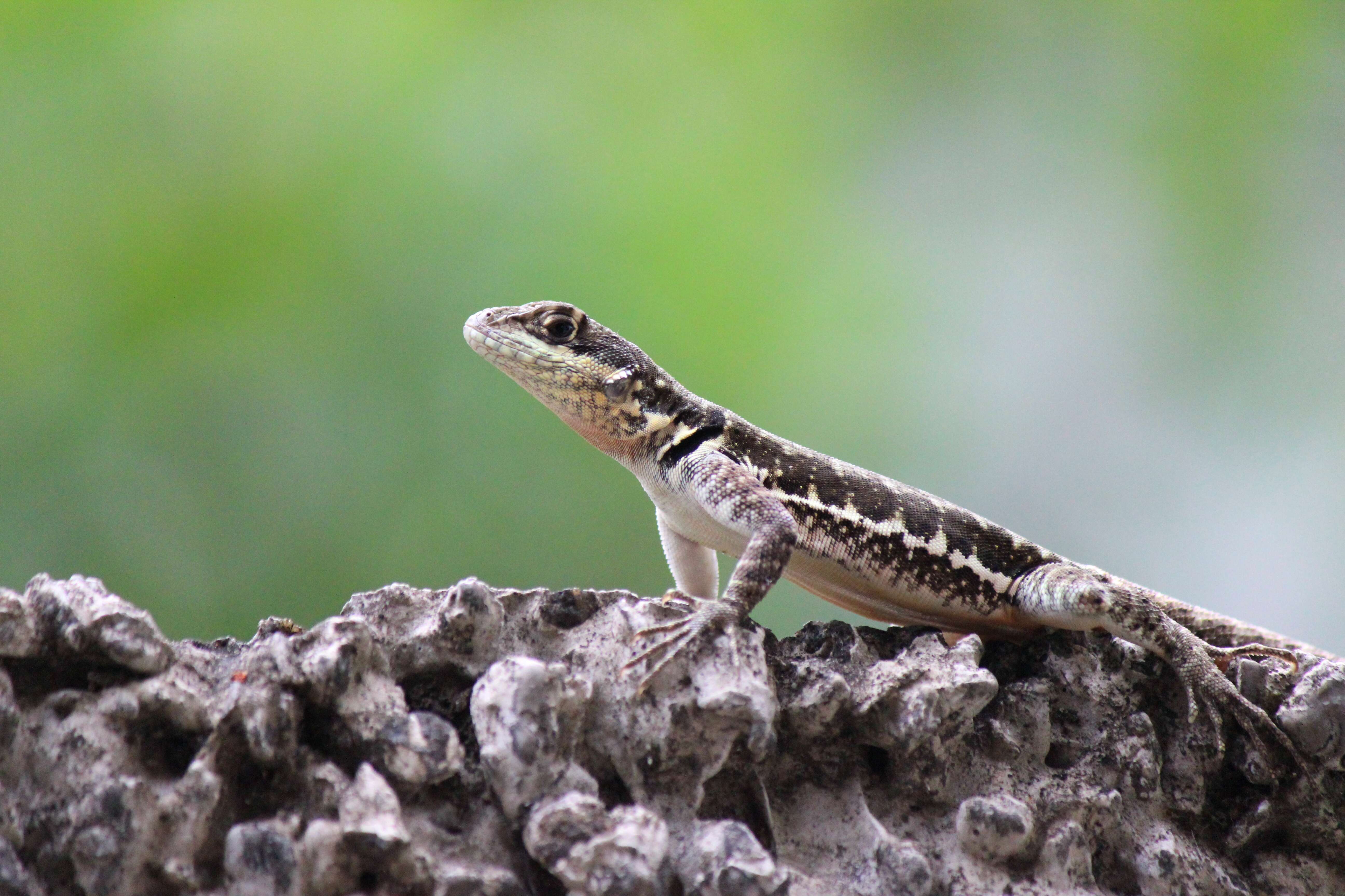 Imagem de Tropidurus torquatus (Wied-neuwied 1820)