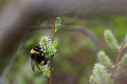 Image of Bombus magnus Vogt 1911