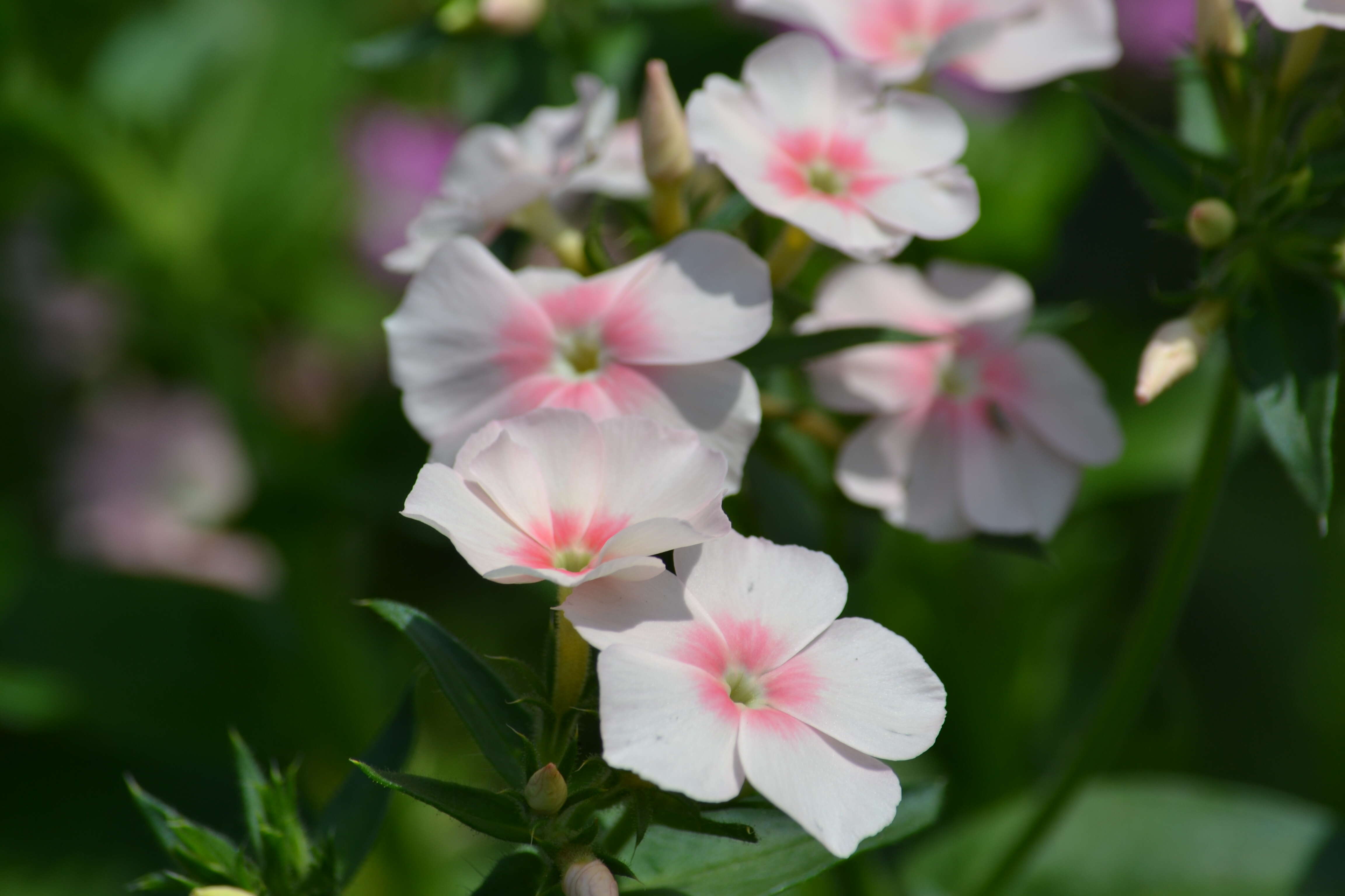 Image of annual phlox