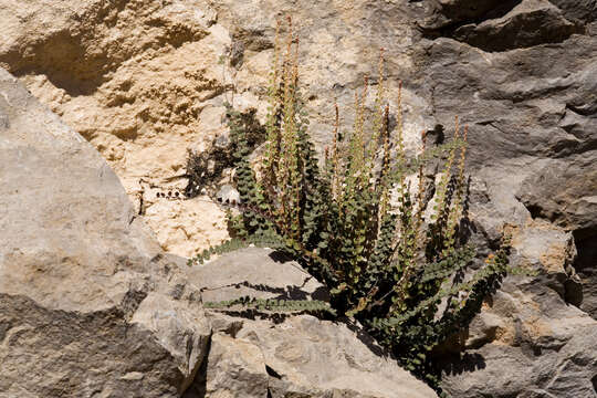 Image of Cochise scaly cloakfern