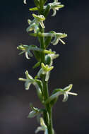 Image of Royal rein orchid