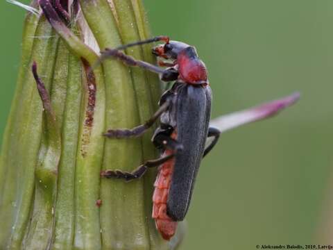 Image de Cantharis fusca